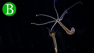 Hydra atrapando y comiendo una larva de mosquito [upl. by Annua]