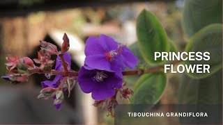 The Princess flower Tibouchina grandiflora  Easy propagation using stem cuttings in soil [upl. by Croix]