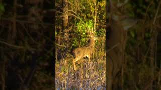 Nice Buck Cruising Edge Habitat [upl. by Ees]