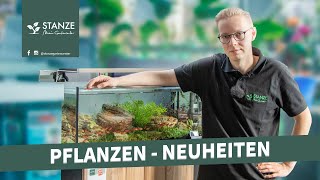 7 Wasserpflanzen Neuheiten für dein Aquarium [upl. by Adnowal]