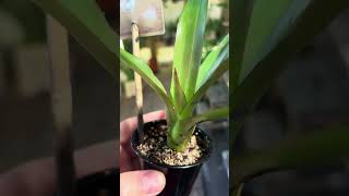 Neoregelia انتاج محمية صديق البيئة [upl. by Ecirtnas]