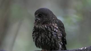 NZ Morepork Ruru [upl. by Beeson]