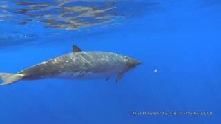 Blainvilles Beaked Whales Jan 26 2015Short Version [upl. by Sydalg]