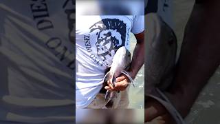 Snapper Fish Fishing in River fishing fishcatching fishingislife fishingvideo [upl. by Dusen]