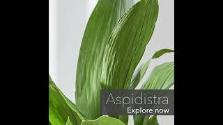 Aspidistra Introduction [upl. by Nalon]