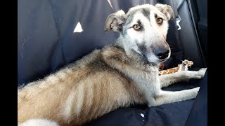 Starved Dog Without Shelter Home Needed [upl. by Avah]