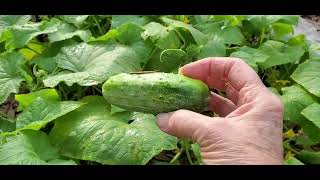 Bees in the Cucumbers That Recovered From Downy Mildew [upl. by Eemiaj737]