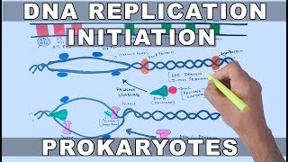 DNA Replication in Prokaryotes  Initiation [upl. by Kathy]