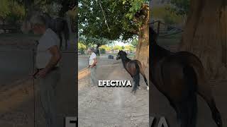 Impresionante Tecnica Para Entrenar Caballos Néstor Portillo [upl. by Ydnes699]