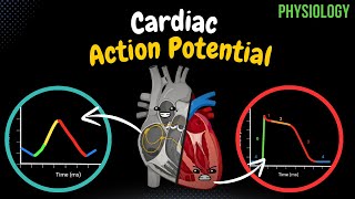 Cardiac Muscle Action Potential Automaticity ARP RRP  Heart Physiology [upl. by Sheela]