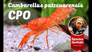 Cambarellus patzcuarensis quotorangequot CPO [upl. by Plafker]