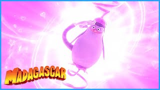 The penguins are on a mission  DreamWorks Madagascar [upl. by Emya]