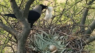 Crow took away the eagles baby from the eagles nest beautyofnature4988 [upl. by Enileda]