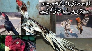 Lari Adda Aseel Murga Mandi Lahore Rooster Market Best Thai Aseel [upl. by Ynaittirb]