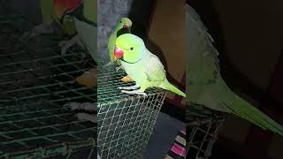 talkingparrot alexander parrot parrottalking 🥰🥰🥰❤🙏🏻👍🏻🙏🏻💙 alexanderparrot parrotlover 😃 funny [upl. by Aivatco]