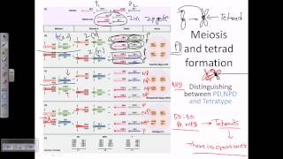 Tetrad analysis introduction [upl. by Eatnoid898]