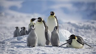 Emperor Penguins [upl. by Enilrae]