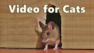 Videos for Cats  Mouse in The House 🐭 A Video for Cats to Watch Mice 🐭 8 HOURS [upl. by Ainsley]