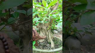 BONSAI WAHONG GUNUNG GAK KALAH ISTIMEWA SAMA BONSAI SANCANG bonsaitree [upl. by Rehpotsirc290]