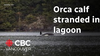 Rescue efforts continue to save stranded orca calf [upl. by Notsla]