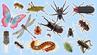 Creepy Crawly Chronicles  Discover Insect Sounds 2023 Centipede Millipede Cricket  Insect Sound [upl. by Icat807]