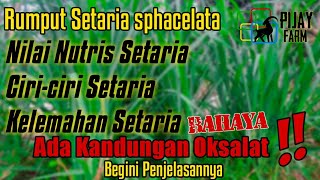 Apa itu Rumput Setaria Setaria sphacelata [upl. by Nesnej500]