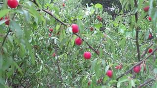 Prunus Angustifolia  The Perfect Permaculture Plum [upl. by Bondy]