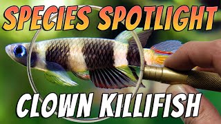 Clown Killifish Epiplatys annulatus Freshwater Aquarium Fish Species Profile amp Care Guide [upl. by Sivehc]