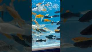 Molly Fishes Aquarium Setup mollyfish mollies yt ytshorts [upl. by Retsev]