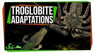 6 Animals with Extraordinary Adaptations to Cave Life [upl. by Ltihcox161]