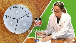 Microbiology  GCSE Science Required Practical Triple [upl. by Samy]