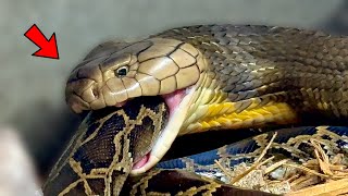 King Cobra VS Python Ft ChandlersWildLife [upl. by Everara964]