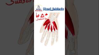 38 HandIntrinsic anatomy bones drawing illustration art muscles [upl. by Onfre256]