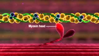 Muscle Contraction Part 3 The Cross Bridge Cycle [upl. by Lebasi]