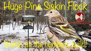 Huge Pine Siskin flock descends on the feeders at Hemlock Crossing County Park [upl. by Maffei]