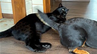 Bad weather gas goat meat or an ordinary day of Luna the panther and family 😂ENG SUB [upl. by Netaf385]