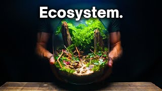 Creating a Beautiful Terrarium Ecosystem A Step By Step Guide [upl. by Nylrak]