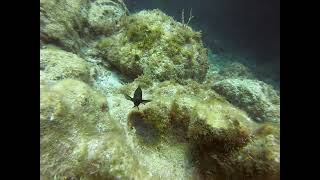 Damselfish Guarding Eggs [upl. by Wiencke70]