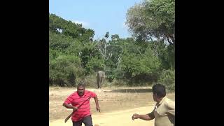 Elephant chased the wildlife officials  ゾウが野生動物保護当局を追いかけた  Elephant  Wildlife  Wild animals [upl. by Aneeuq747]