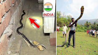 Top 10 Most Venomous Snakes in INDIA [upl. by Ailaroc]