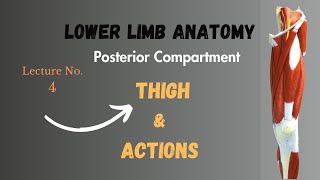 Muscles of Posterior Compartment of Thigh and Actions Lower Limb Anatomy Notes Lecture No 4 [upl. by Assetak]