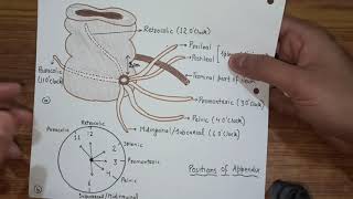 Vermiform Appendix  Features amp Positions [upl. by Leia]