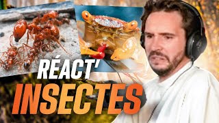 ÇA ME RÉPUGNEmais cest intéressant  REACT insectes [upl. by Inaliel]