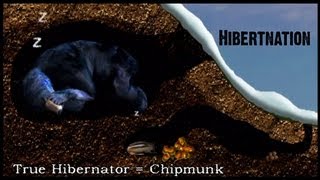 What does Hibernation mean to a Black Bear [upl. by Jezabelle]