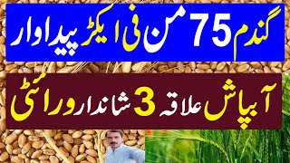 High Yield Production Wheat Variety  Wheat Farming in Pakistan  Kissan Pakistan [upl. by Pogah]