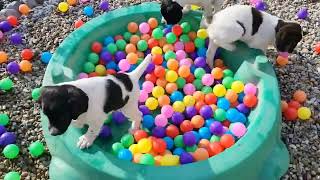 Hellfire Springer Spaniel Puppies  The Ball Pit [upl. by Ellehsim]