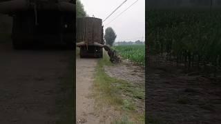 Water management in crop shorts shortvideo youtubeshorts short cropmanagement [upl. by Dohsar549]