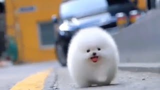 Super Cute White Fluffy Dog [upl. by Ahsinnor]