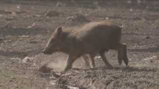 Wildschweine im Teutoburger Wald [upl. by Hartmann]