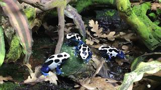 Dendrobates tinctorius Oyapock [upl. by Porcia]